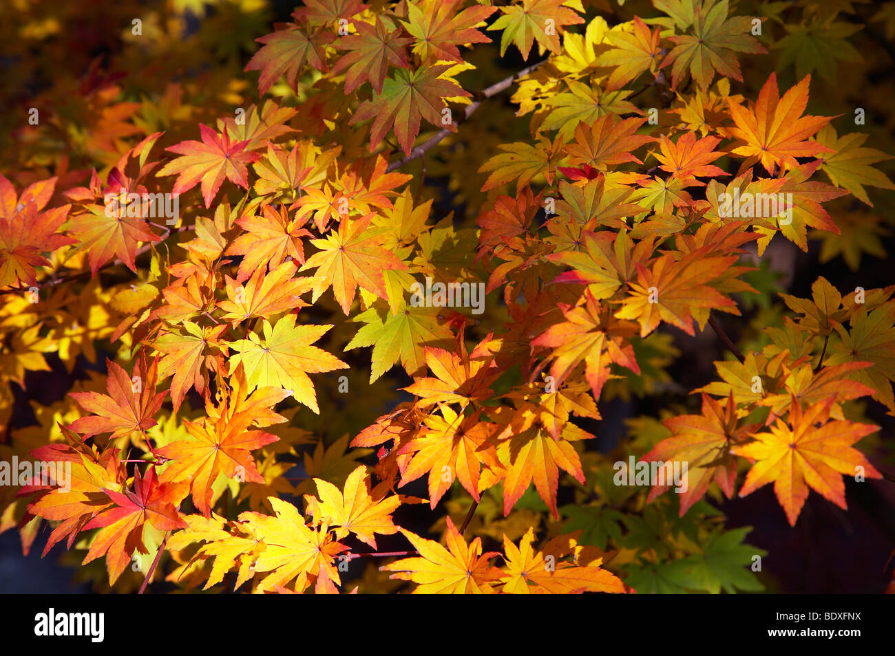 Beautiful japanese maple leafs hi-res stock photography and images - Alamy