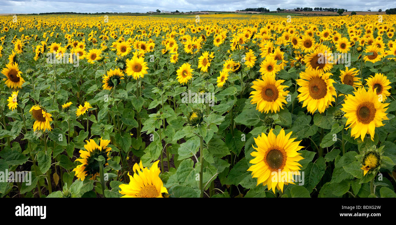 Field of Sunflowers nesr Hartleppol Tees Valley Stock Photo