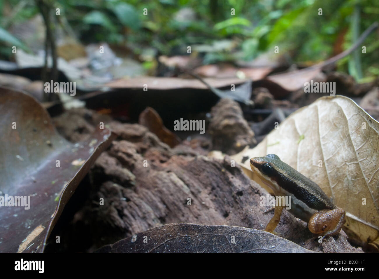 Rainforest rocket frog, Silverstoneia flotator, in leaf litter