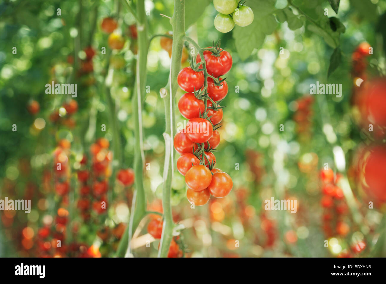 Cherry tomatoes growing in a greenhouse Stock Photo - Alamy