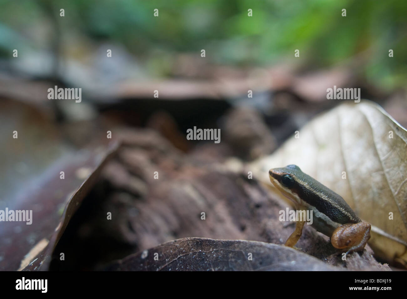 Rainforest rocket frog, Silverstoneia flotator, in leaf litter