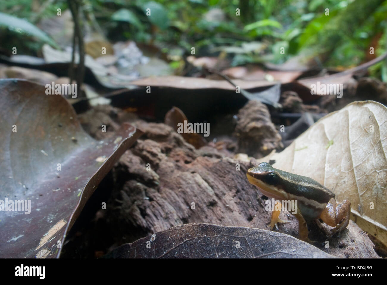 Rainforest rocket frog, Silverstoneia flotator, in leaf litter