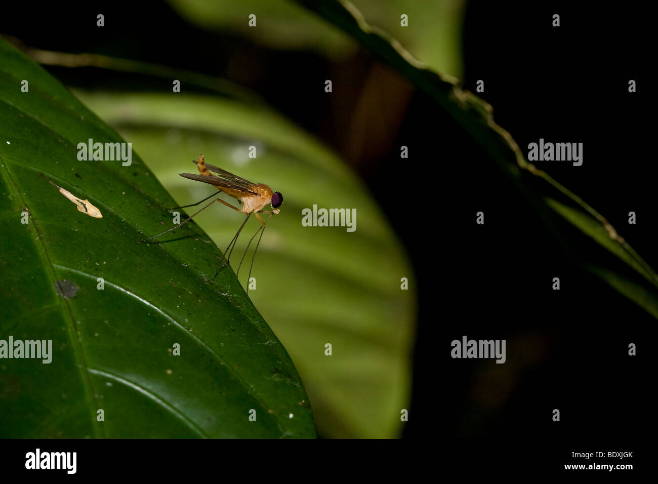 Tropical fly, order Diptera, perched on a leaf. Photographed in Costa Rica. Stock Photo