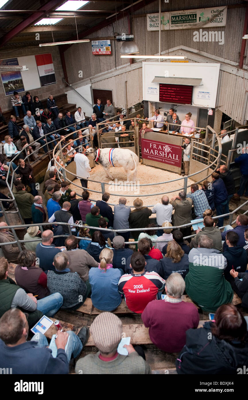 British Blue cattle being sold in auction mart ring. Chelford - Cheshire. Stock Photo