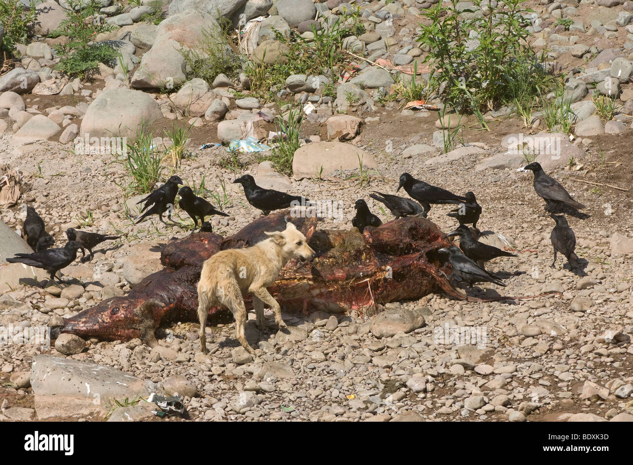 Feral dog and brown-necked ravens Corvus ruficollis feeding on cow carcase. Haryana, India. March 2005. Stock Photo