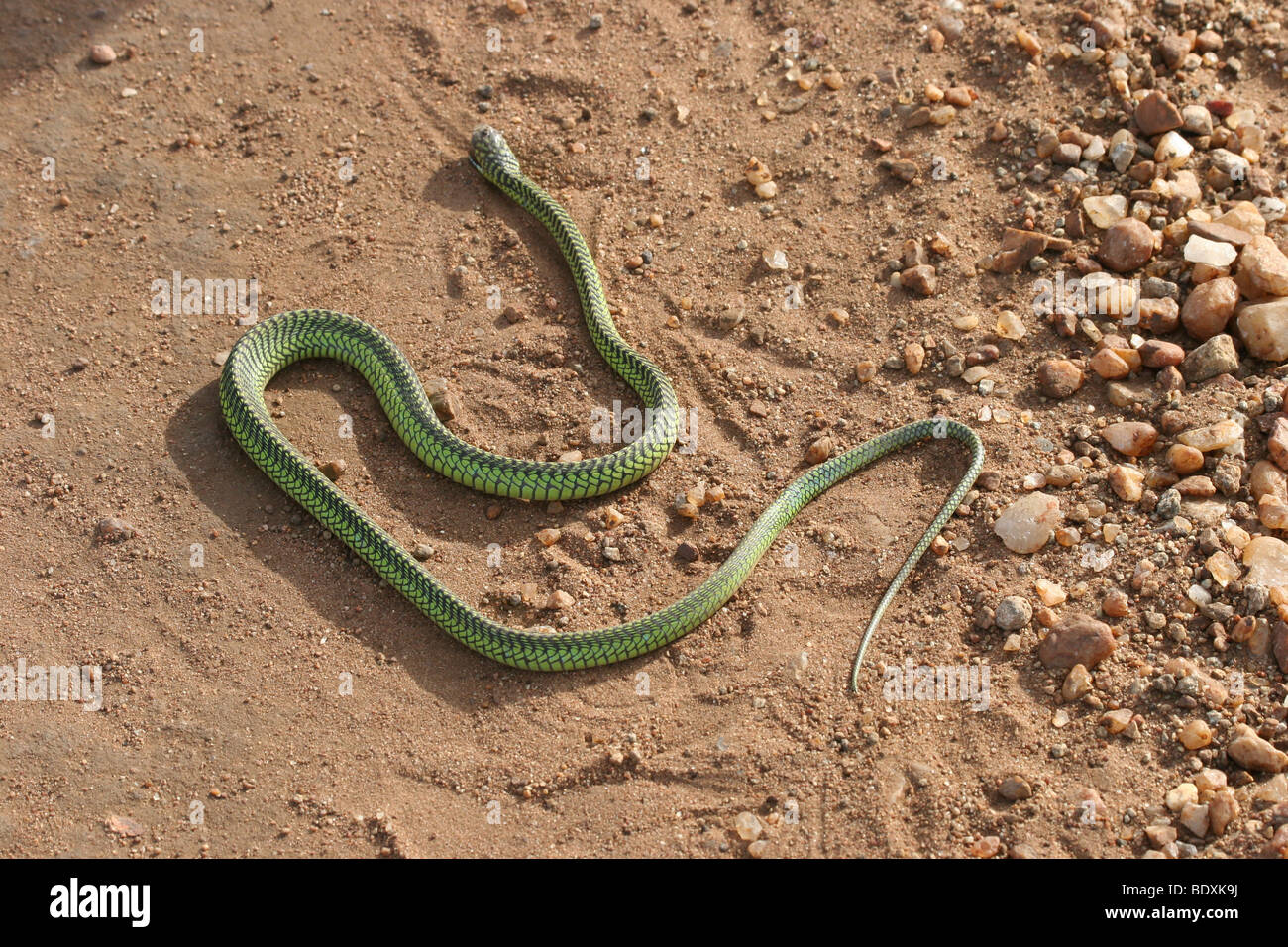 Atheris squamigera  Cute reptiles, African bush viper, Animals beautiful