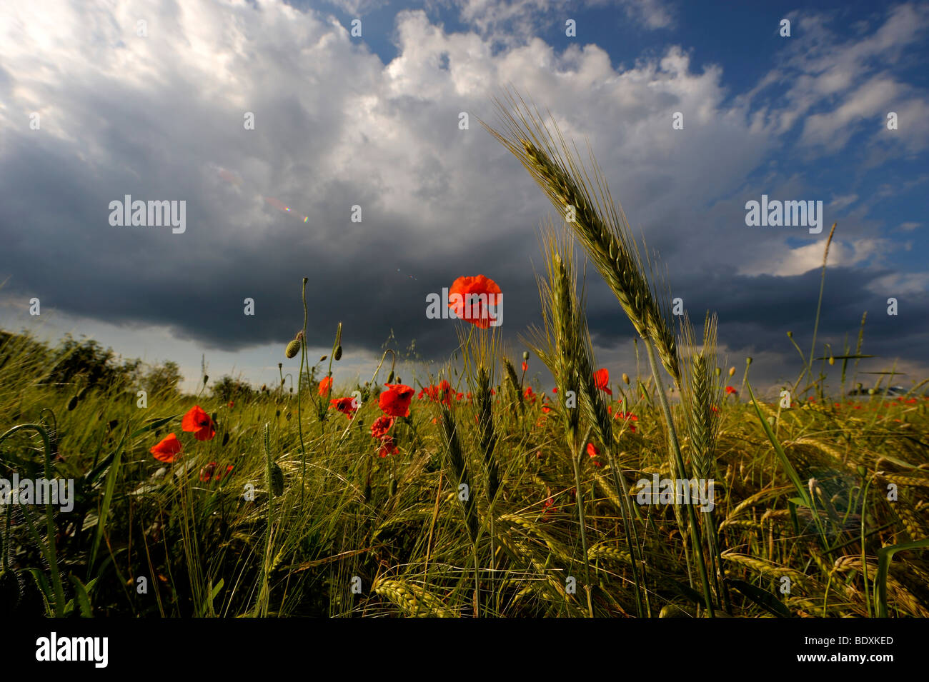 Cornfield with poppies against stormy sky, Tuerkheim, Unterallgaeu district, Bavaria, Germany, Europe Stock Photo