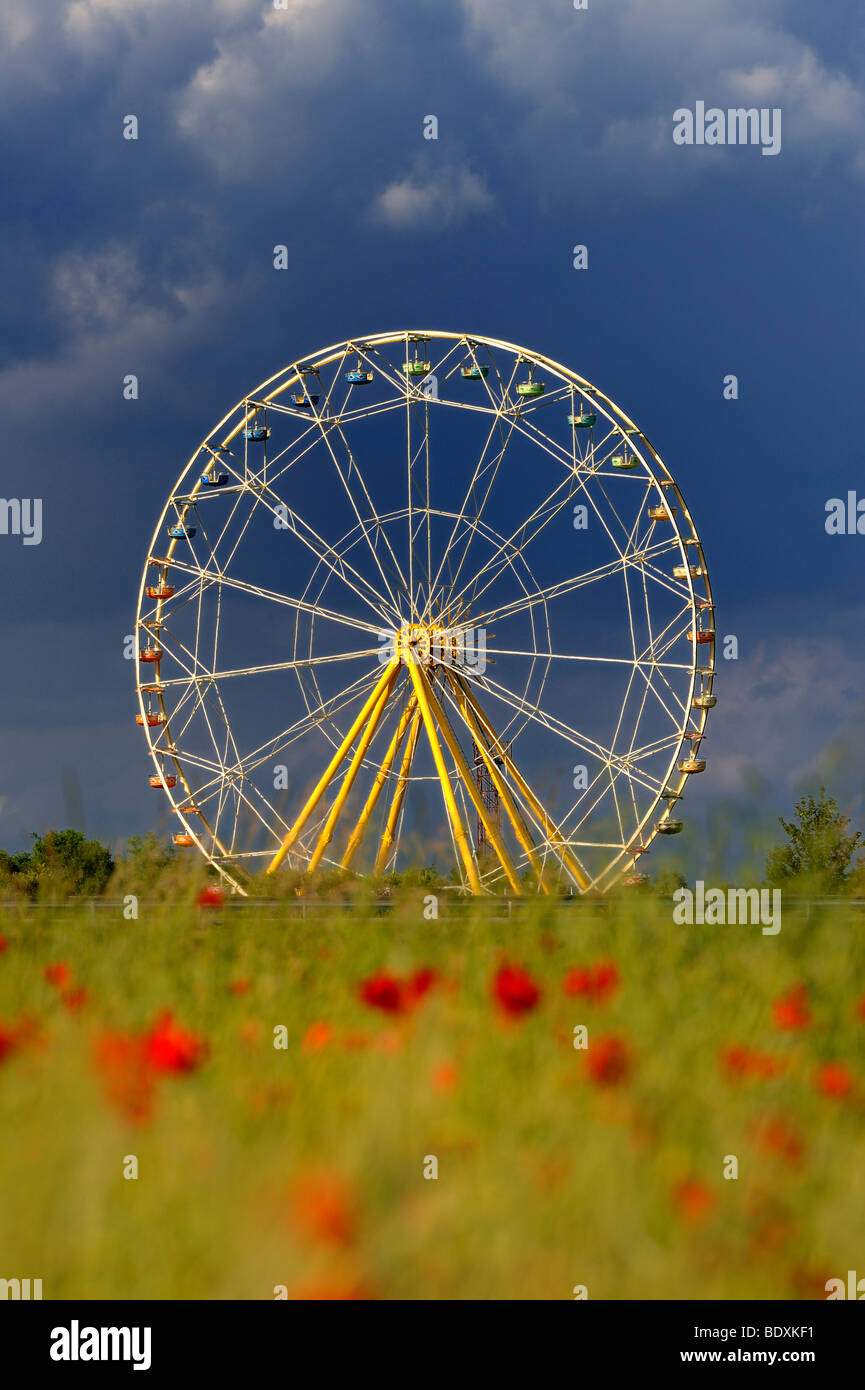 Ferris wheel, poppy field, Tuerkheim, Unterallgaeu district, Bavaria, Germany, Europe Stock Photo