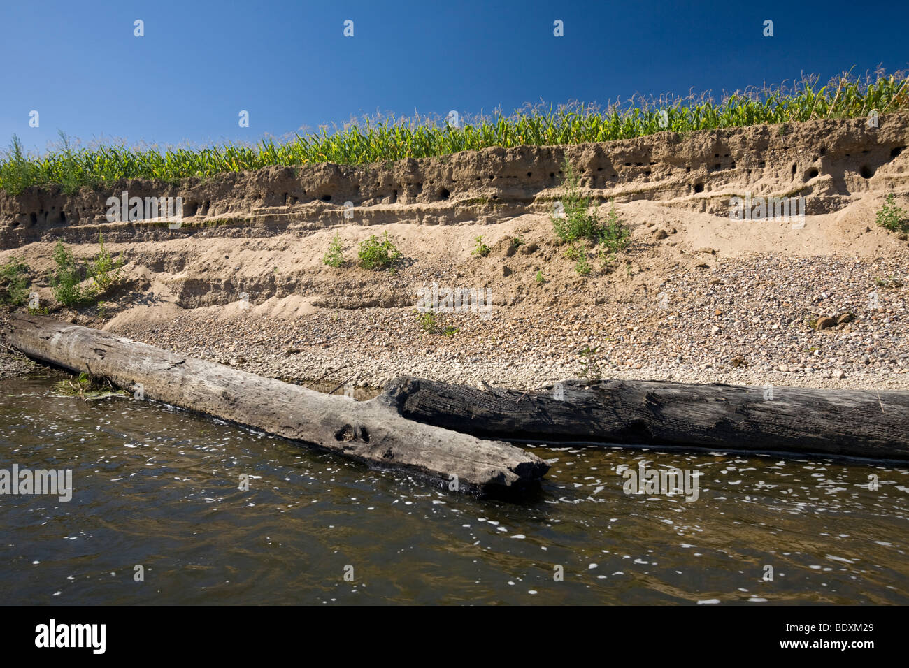 A field of maize (Zea mays) eroded by an Allier river flood (France). Champ de maïs  érodé par une crue de la rivière Allier. Stock Photo