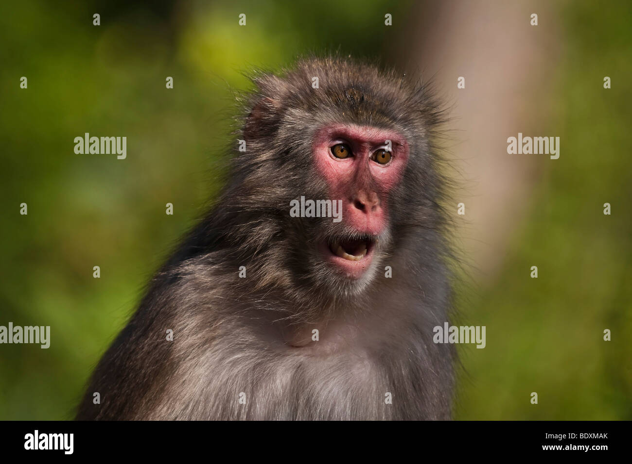 Japanese Macaque (Macaca fuscata) Stock Photo