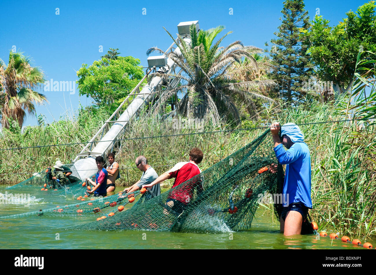 Israel, Coastal Plains, Kibbutz Maagan Michael, Harvesting fish from an