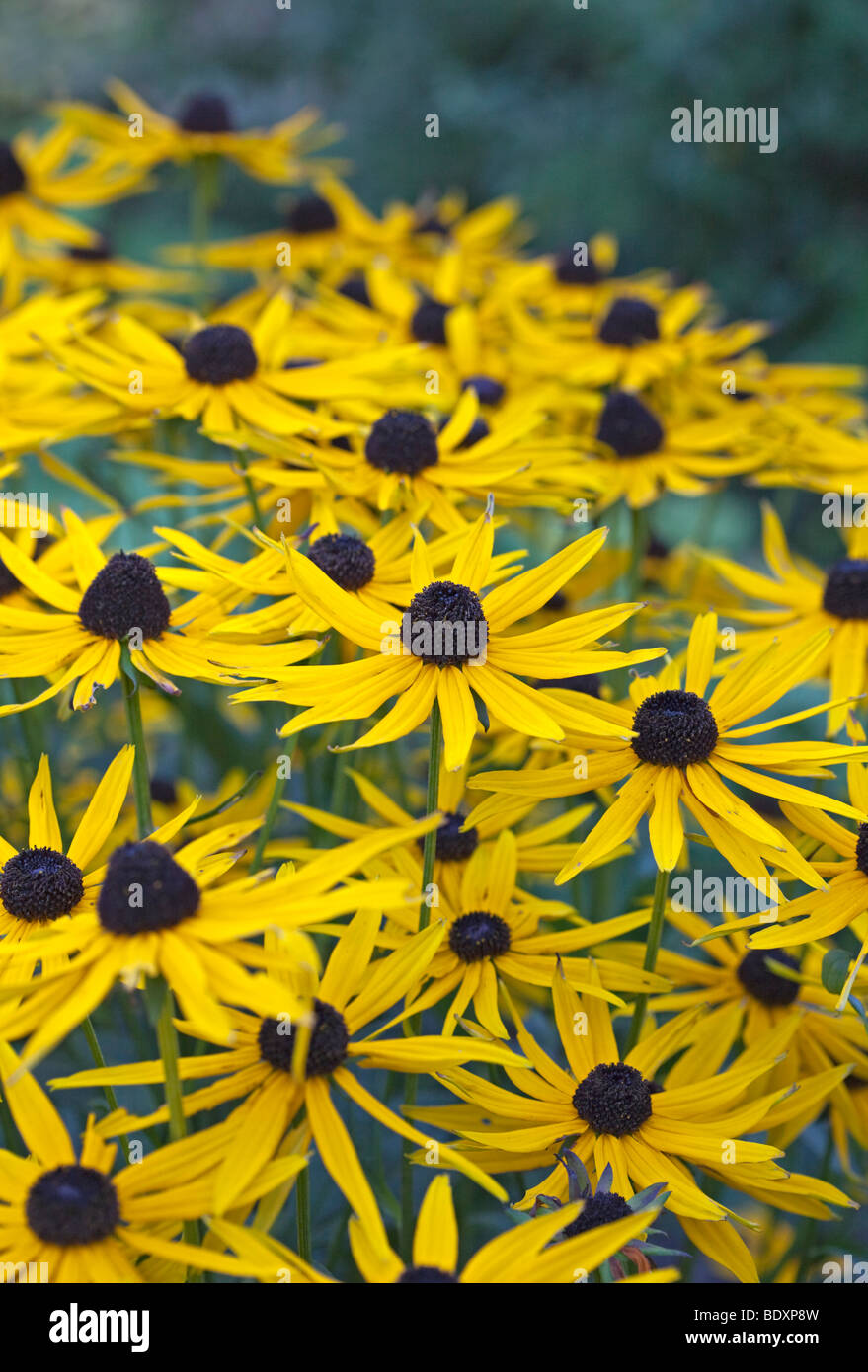 Mass of Rudbeckia Goldstrum flowers Stock Photo