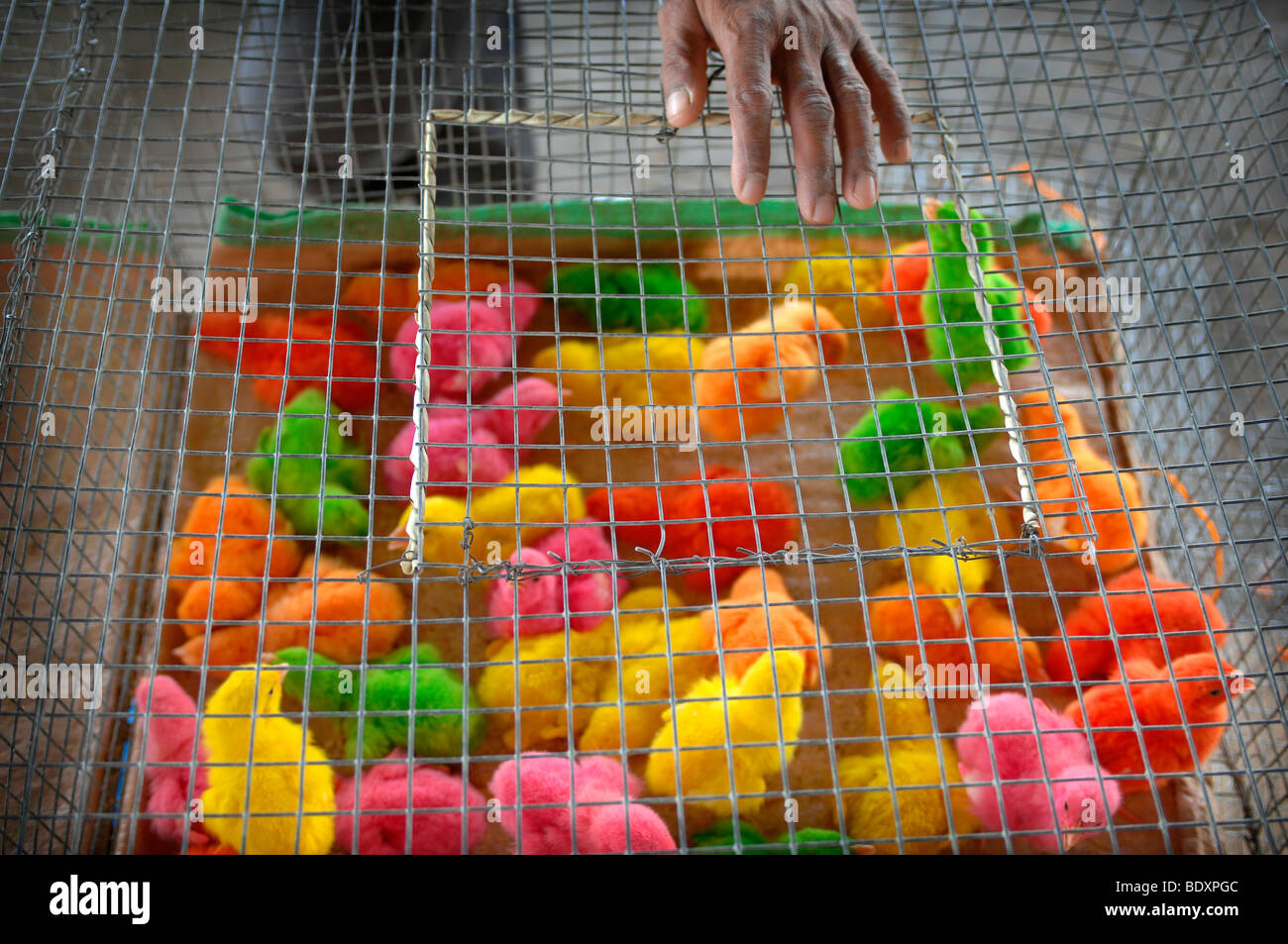 The seller of pets rests his hand on a cage of coloured chicks at the