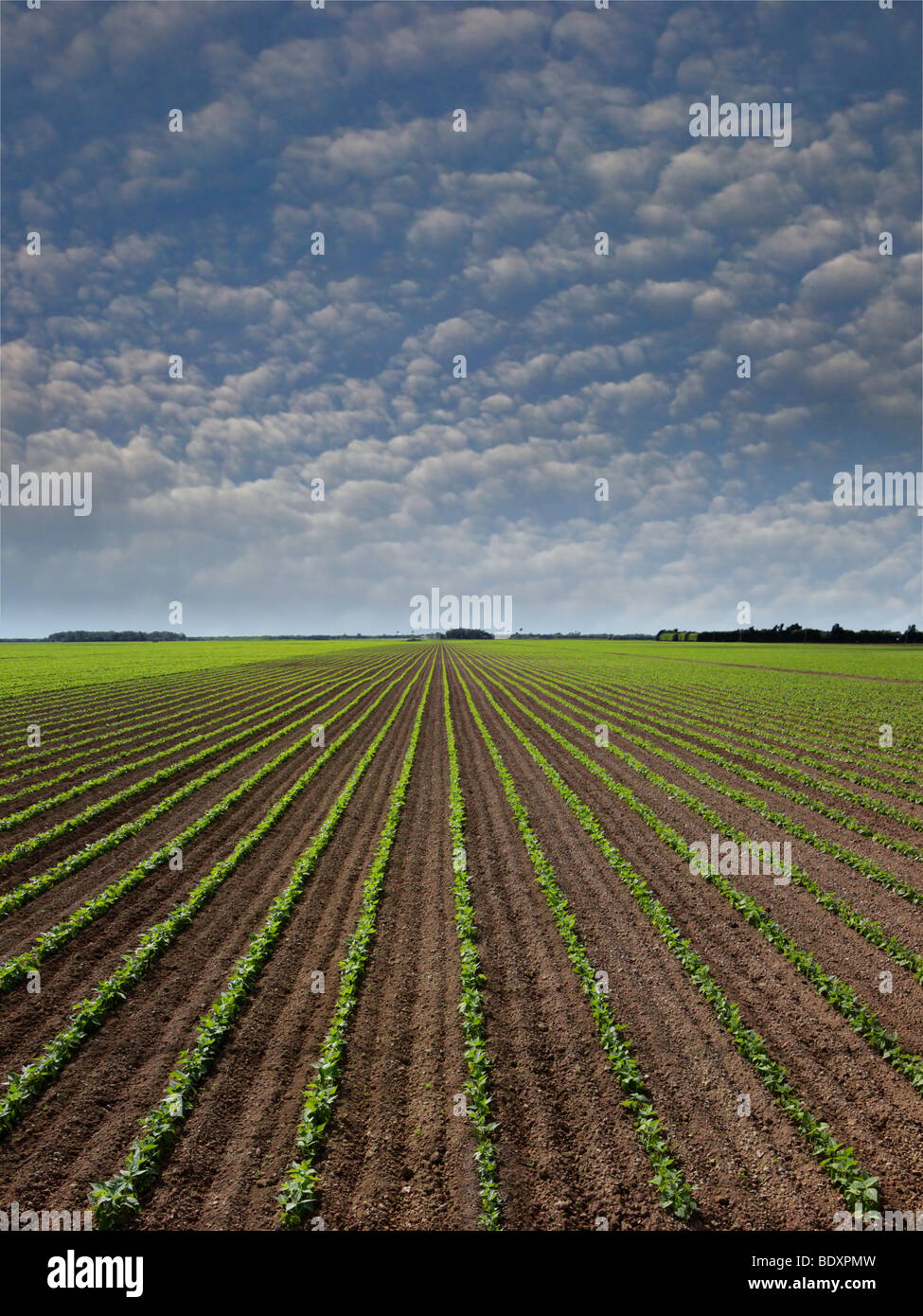 A month old red bean plants. Farmers rotate crops to preserve soil