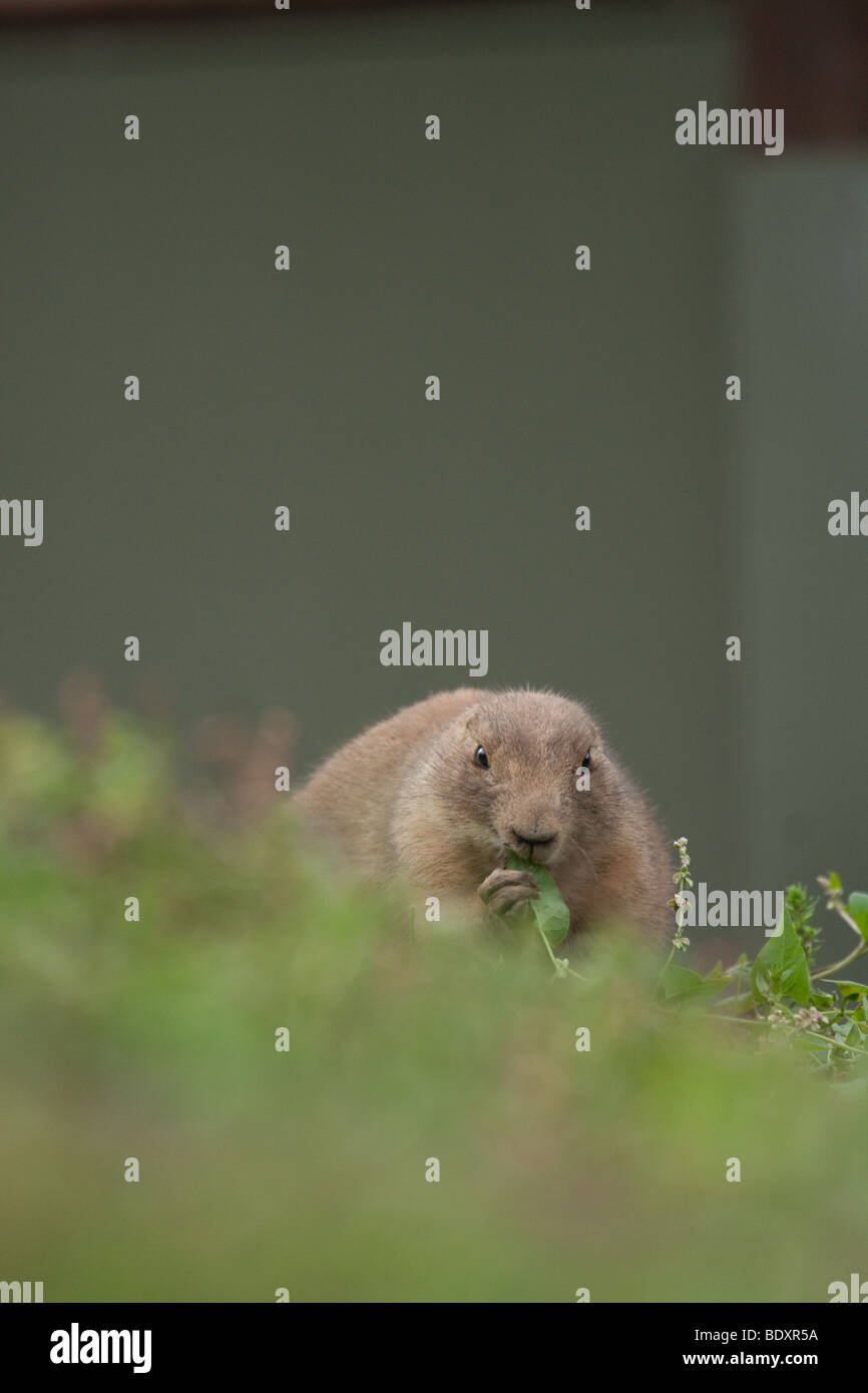 prairie dog, Cynomys Stock Photo Alamy
