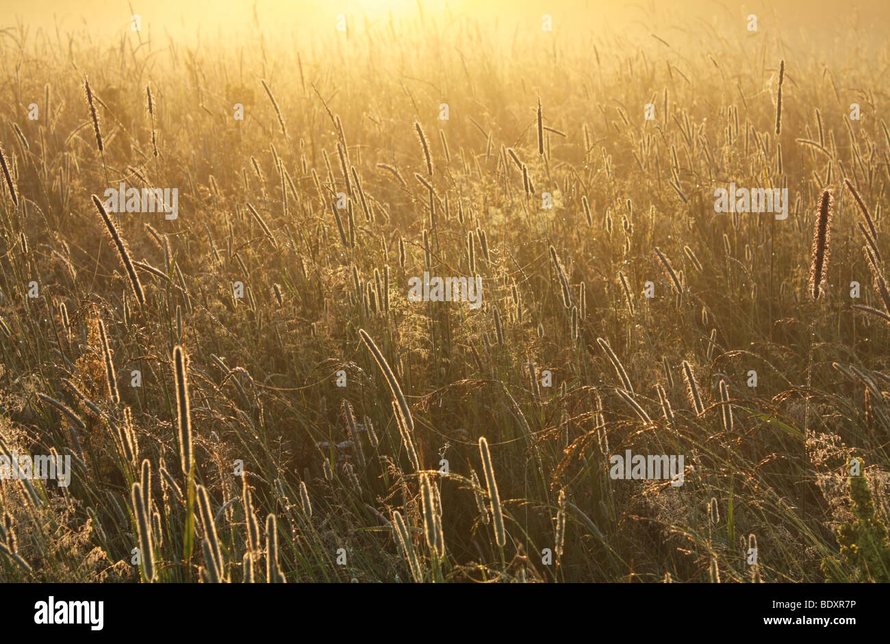 Meadow Mist  (NON FEEDING) main image 1