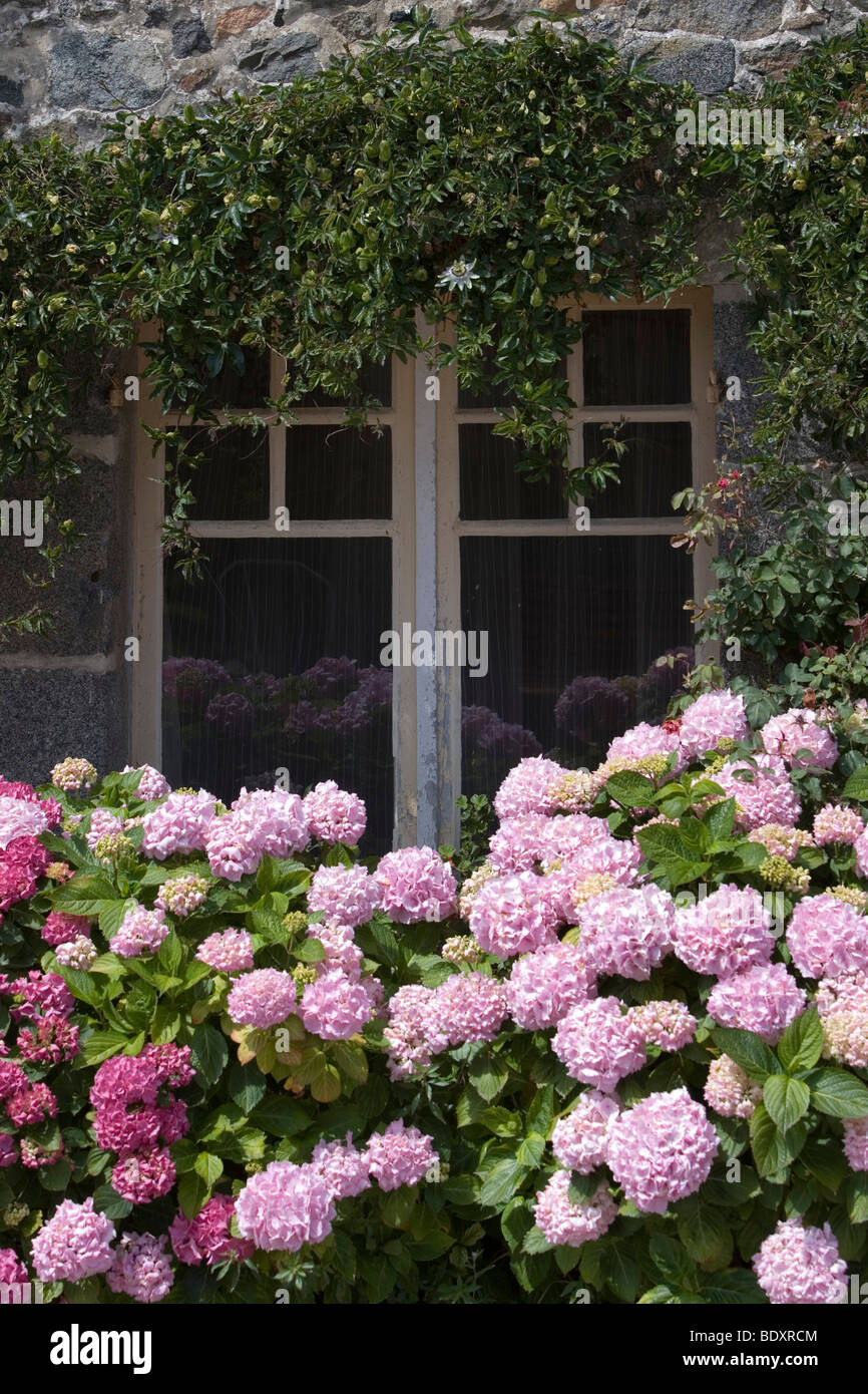 The typical flower of Brittany: Hydrangea in front of a window Stock Photo