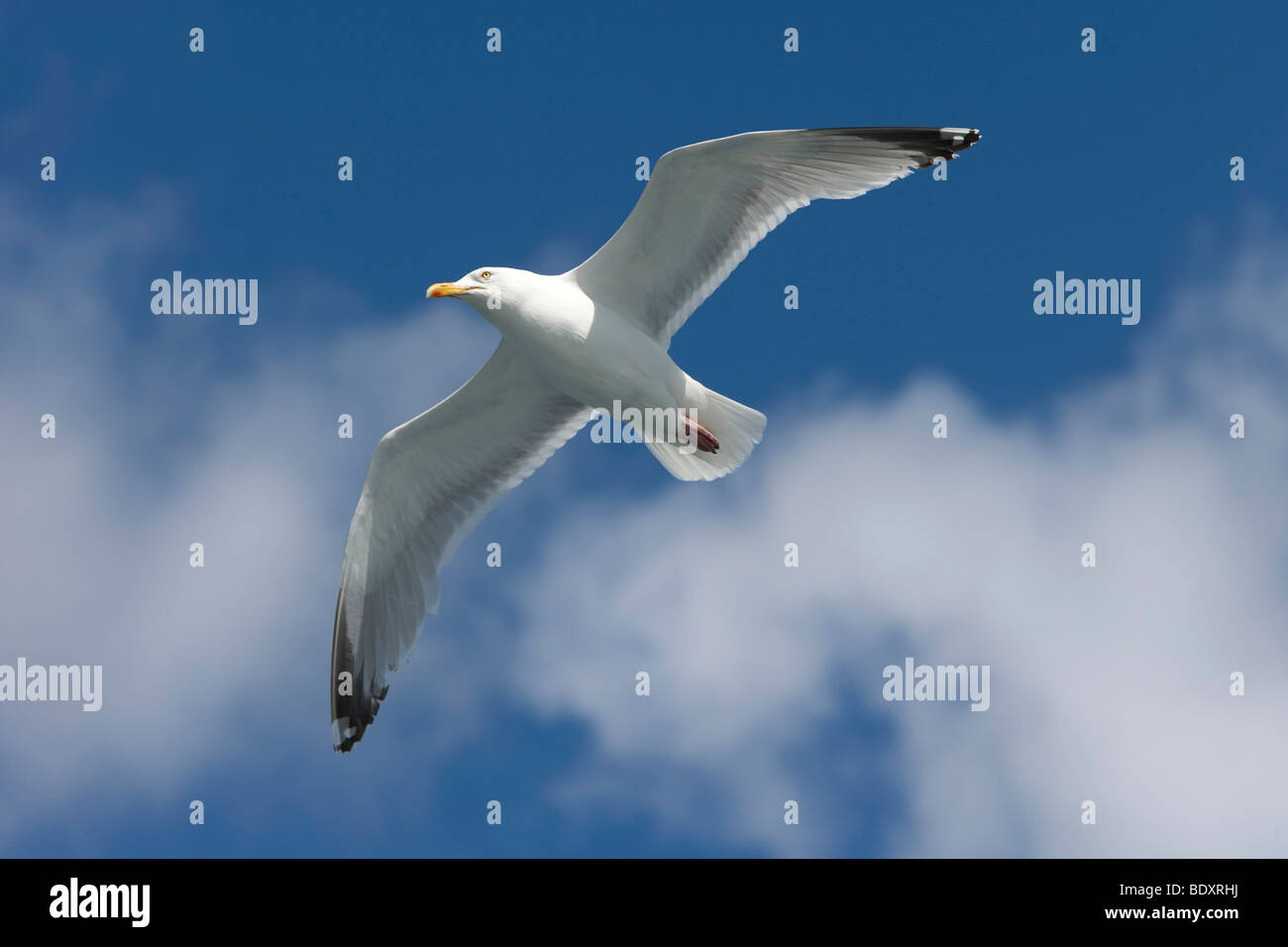 France, Brittany, Saint-Quay-Portrieux, sea gulls Stock Photo