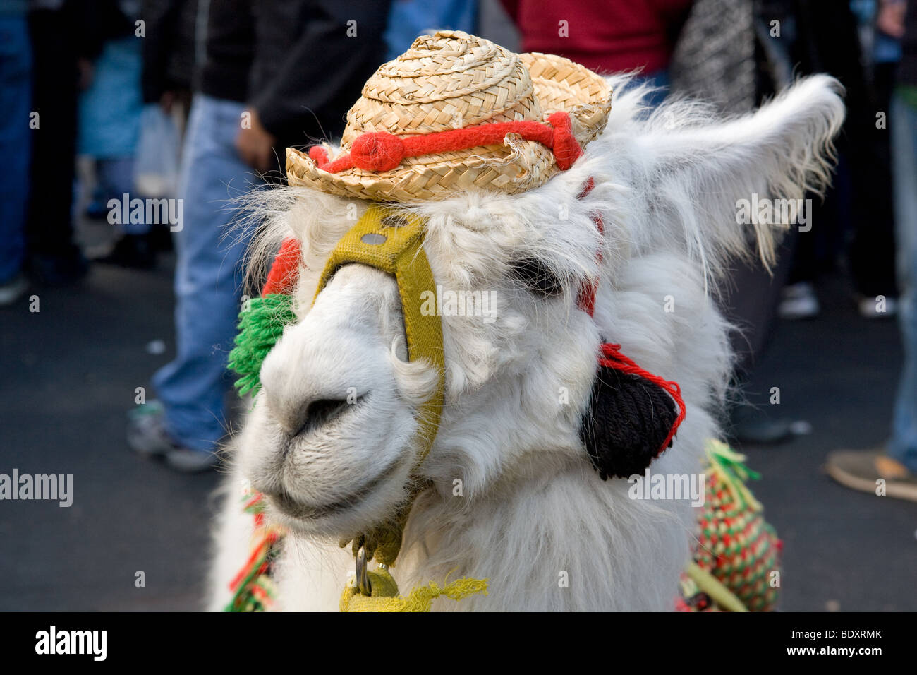 Alpaca dressed in traditional costume at the Feria de Mataderos, Buenos Aires, Argentina Stock Photo