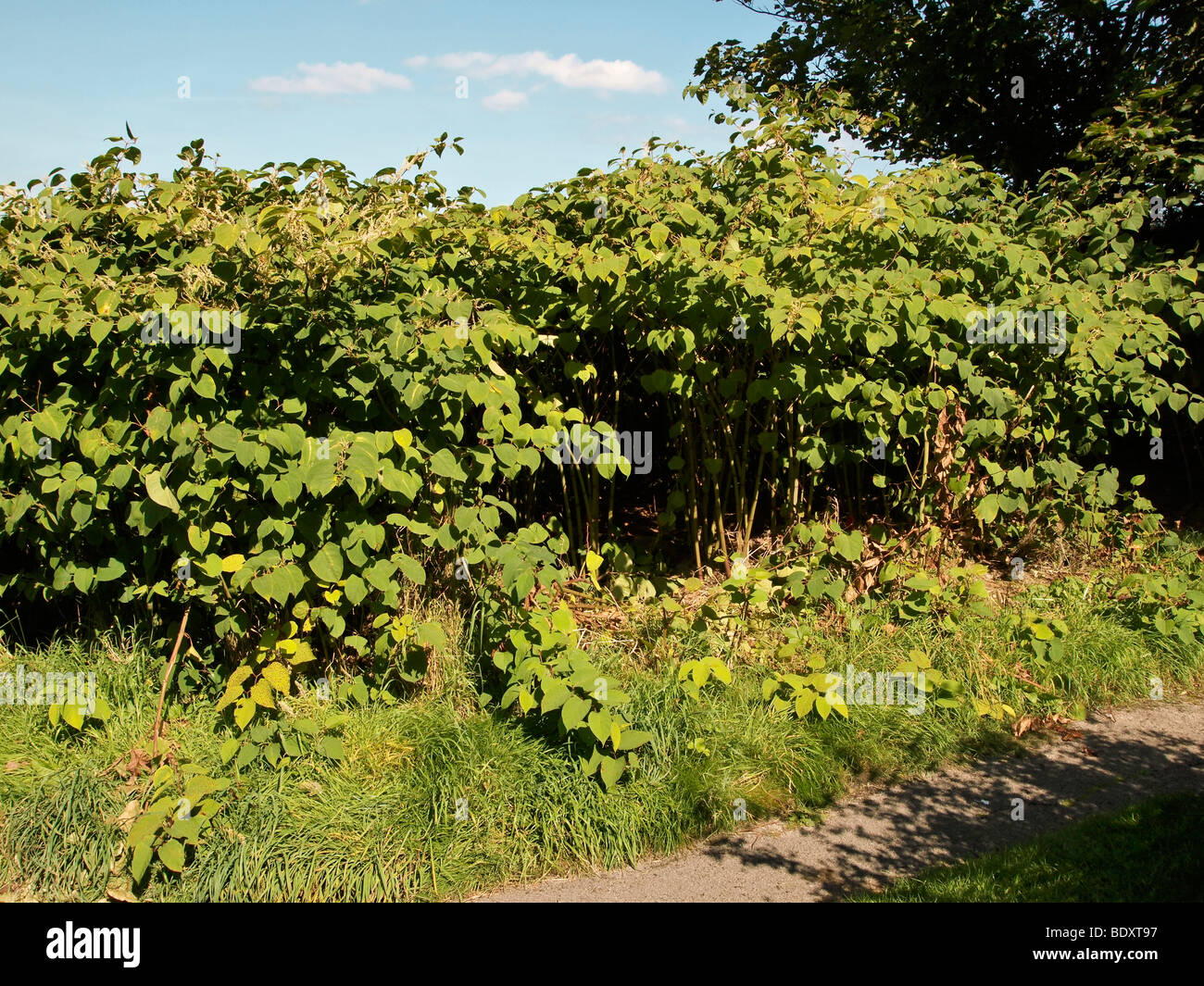 Japanese knotweed growing on sea cliffs at Scarborough North Yorkshire UK Stock Photo