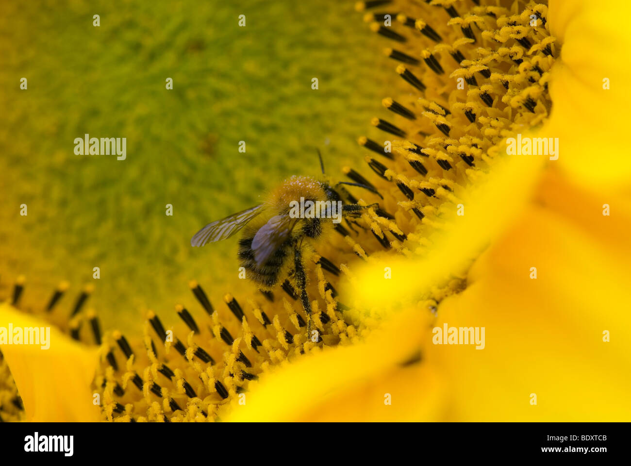 Bee collecting pollen from sunflower Stock Photo - Alamy