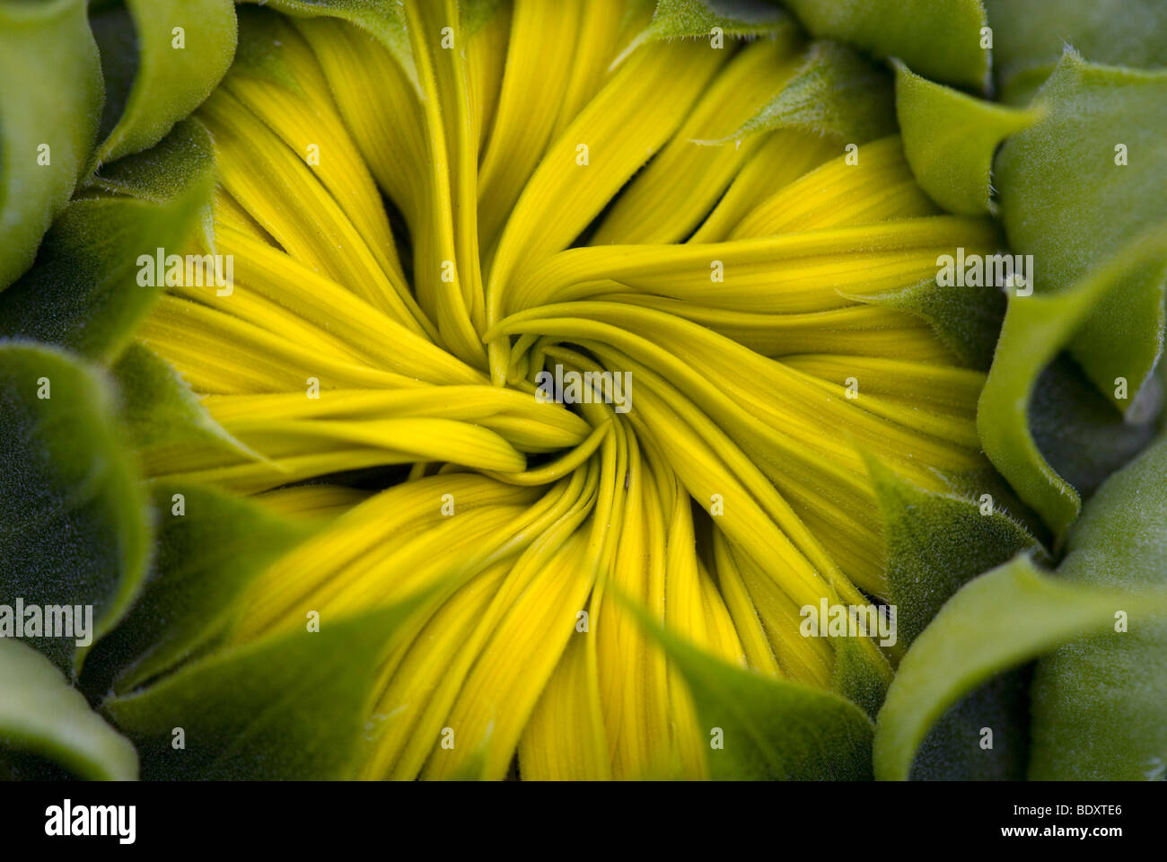 Yellow whorl of petals on opening sunflower Stock Photo