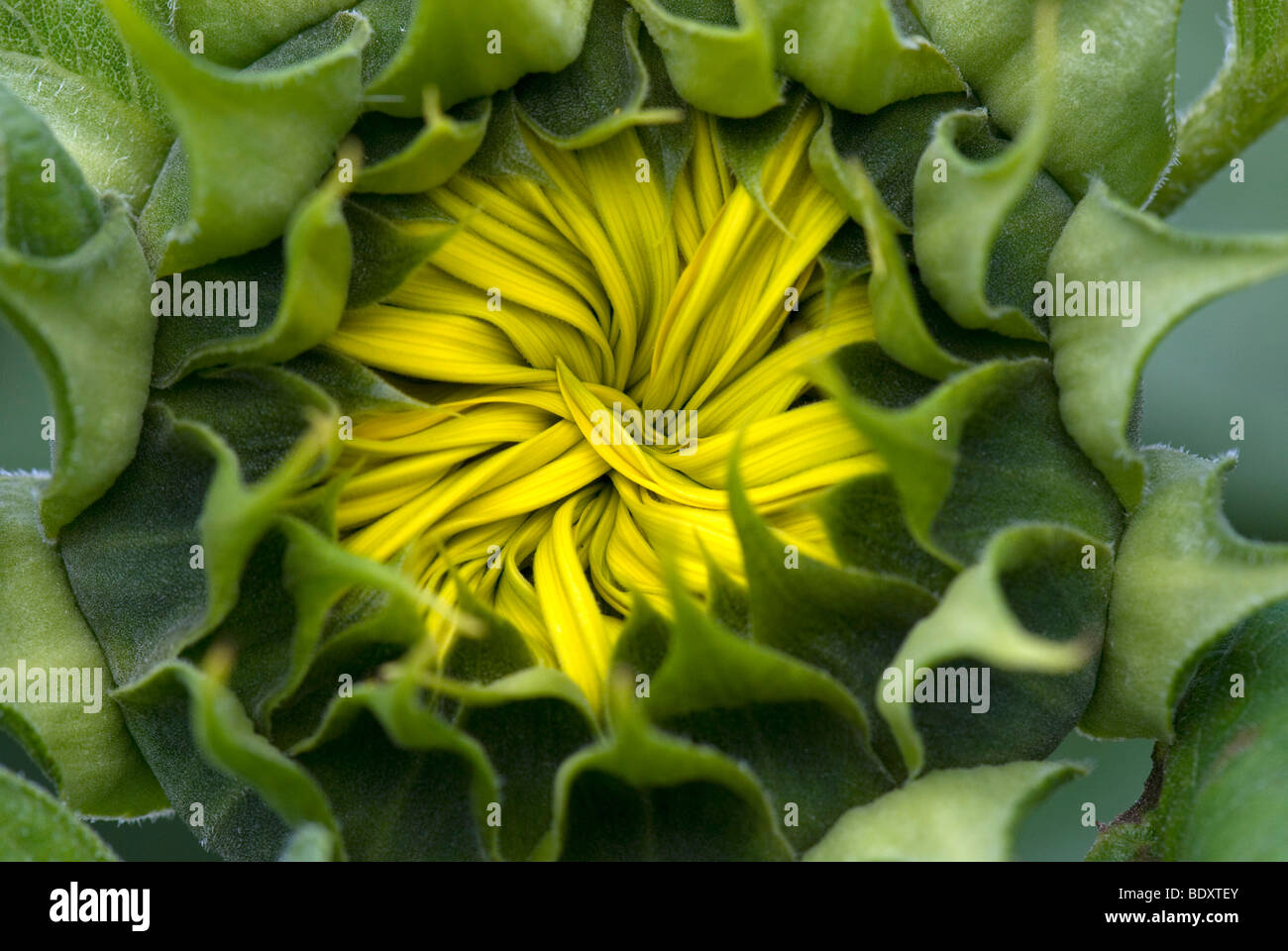 Whorl of petals before openning sunflower Stock Photo