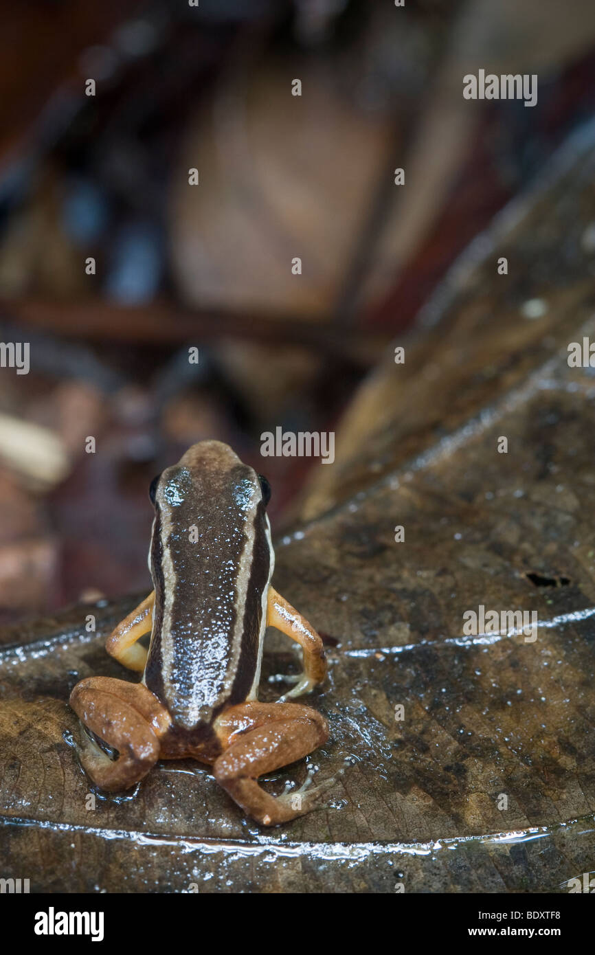 Rainforest rocket frog, Silverstoneia flotator, in leaf litter