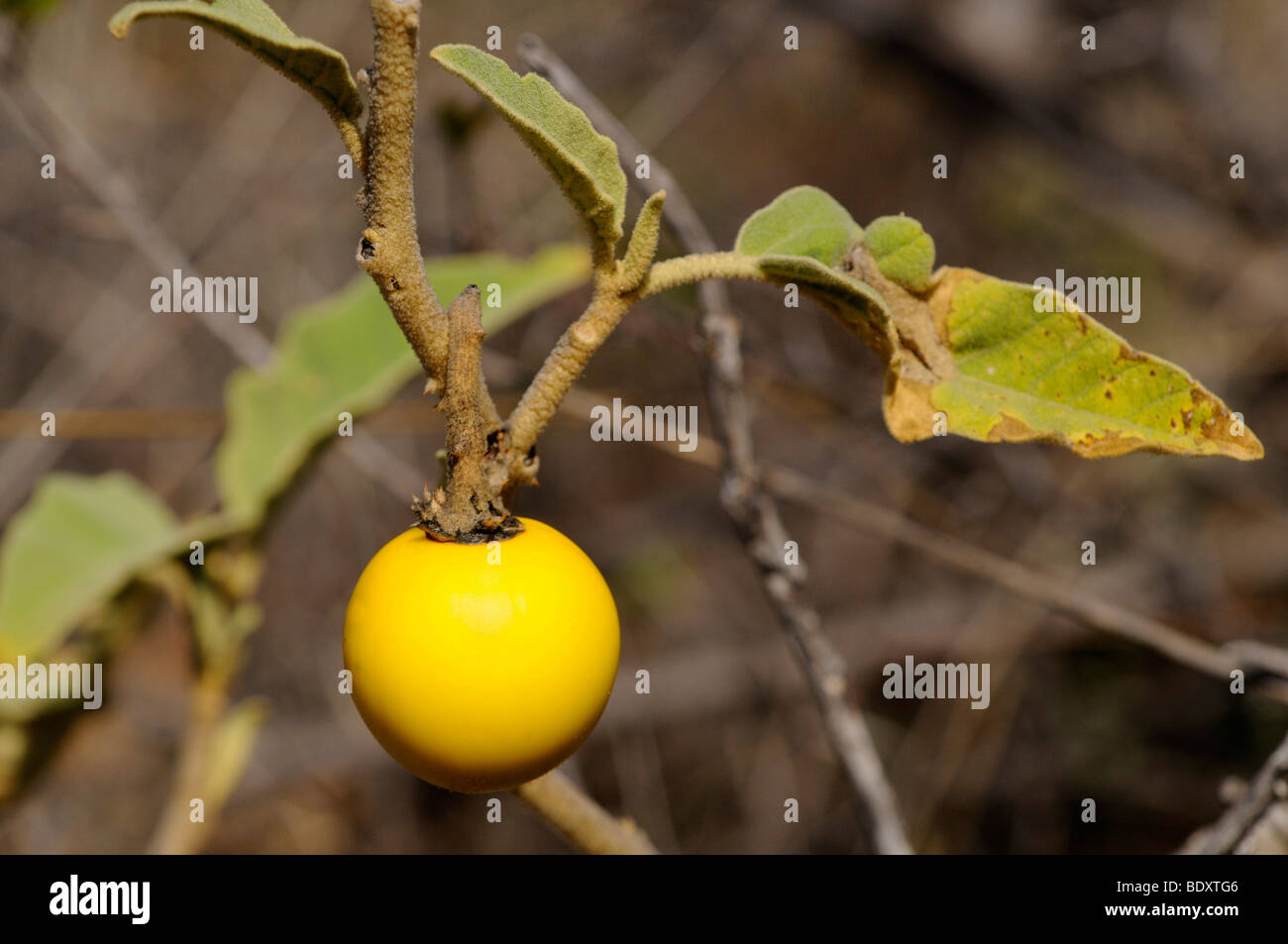Devil's Apple (Solanum linnaeanum), Madikwe Game Reserve, South Africa, Africa Stock Photo