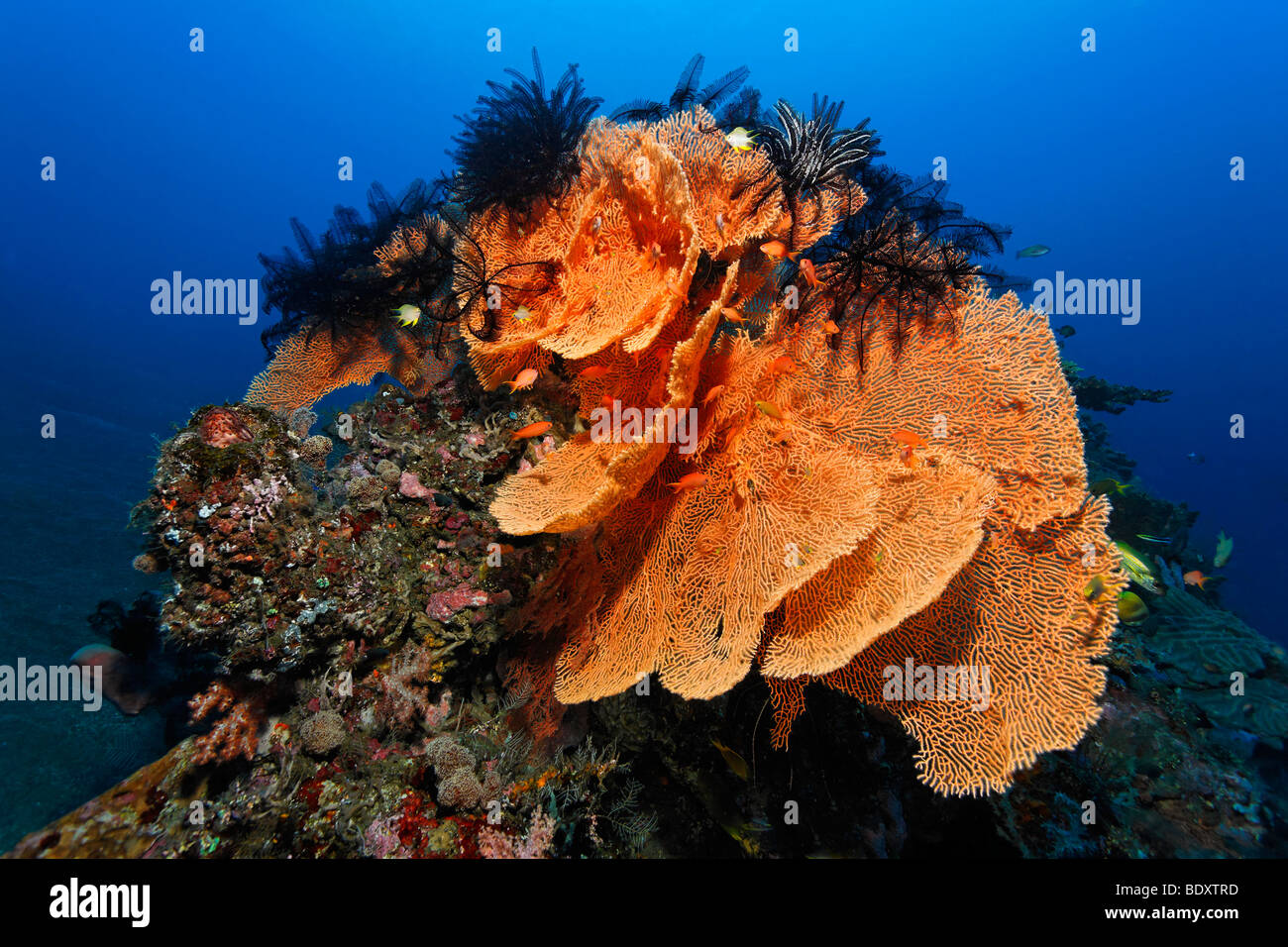Coral sea fans (Annella mollis) horn coral, feather stars, sandy ground, Bali, island, Lesser Sunda Islands, Bali Sea, Indonesi Stock Photo