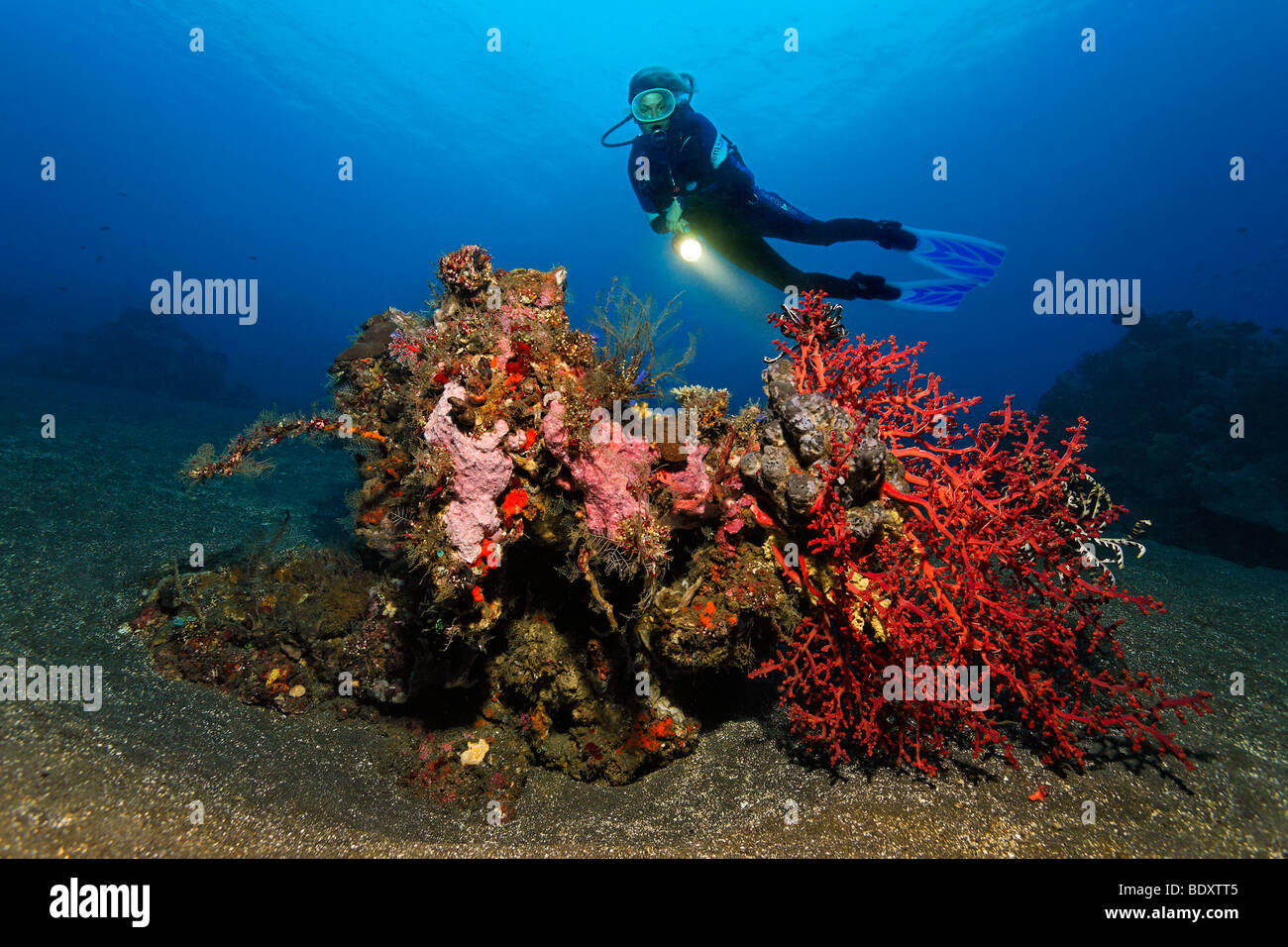 Coral block, diver, different kinds of sponges, corals, fish, feather stars, mini reef, patch, sandy ground, Bali, island, Less Stock Photo