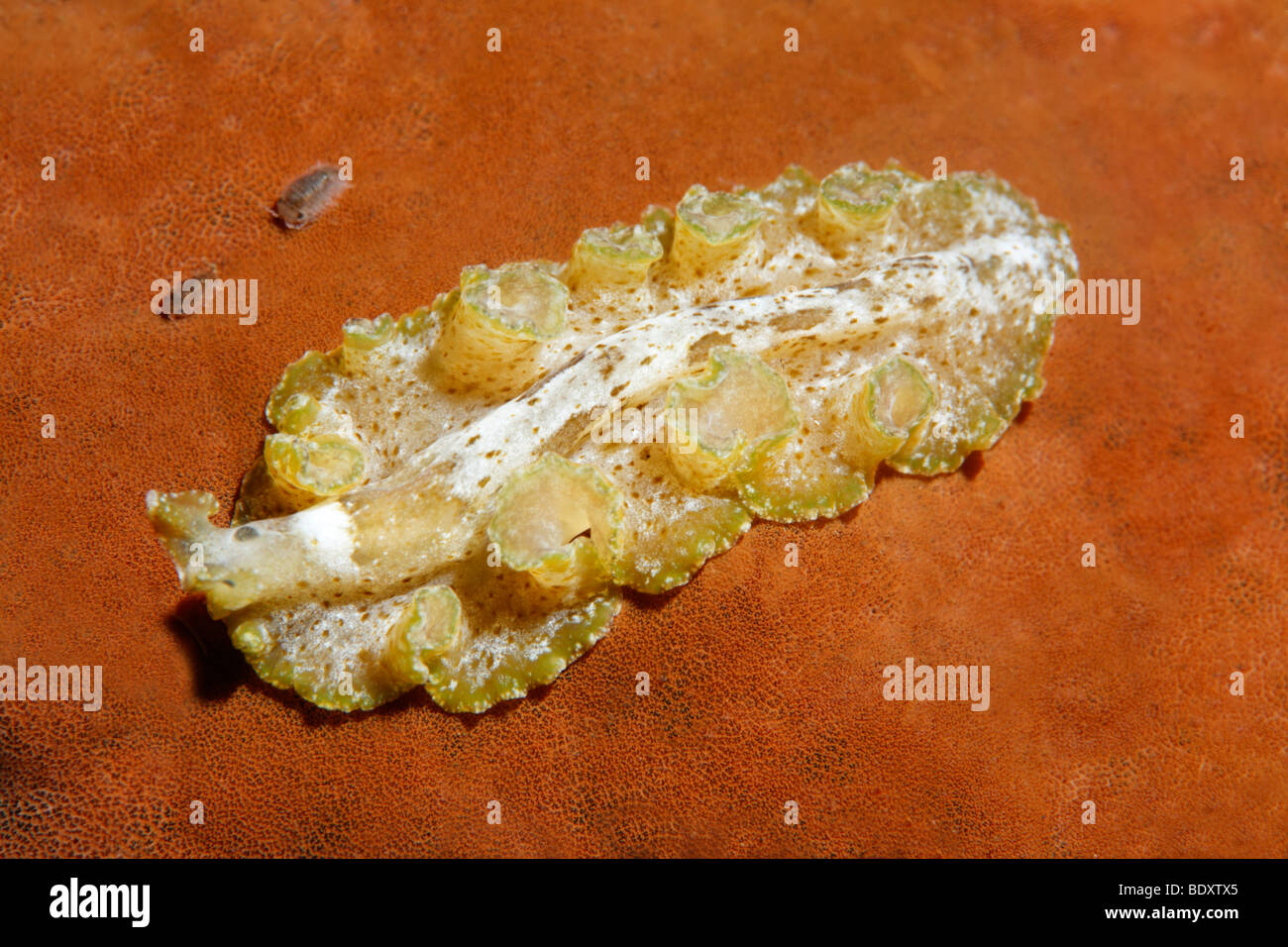 Villus-flatworm (Thysanozoon brocchi) on sponge, worm, unidentified crustaceans, Bali, island, Lesser Sunda Islands, Bali Sea,  Stock Photo