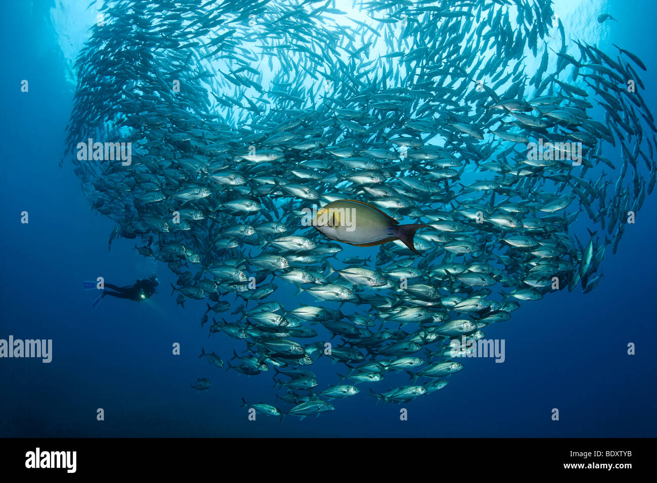 Shoal of Bigeye trevallys, (Caranx sexfasciatus), Diver, fish, Tulamben, Bali, Indonesia, Indian Ocean, Bali Sea Stock Photo