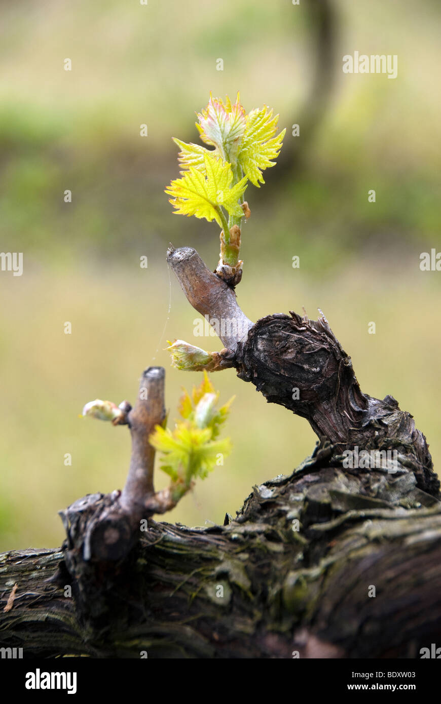 Grape leaves bursting into life in early spring, in the Val di Merse, Tuscany Stock Photo
