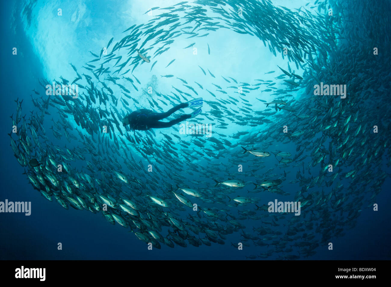 Shoal of Bigeye trevallys, (Caranx sexfasciatus), Diver, fish, Tulamben, Bali, Indonesia, Indian Ocean, Bali Sea Stock Photo