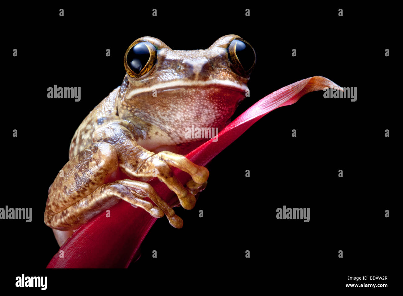 Marbled reed frog or painted reed frog on a red plant Stock Photo