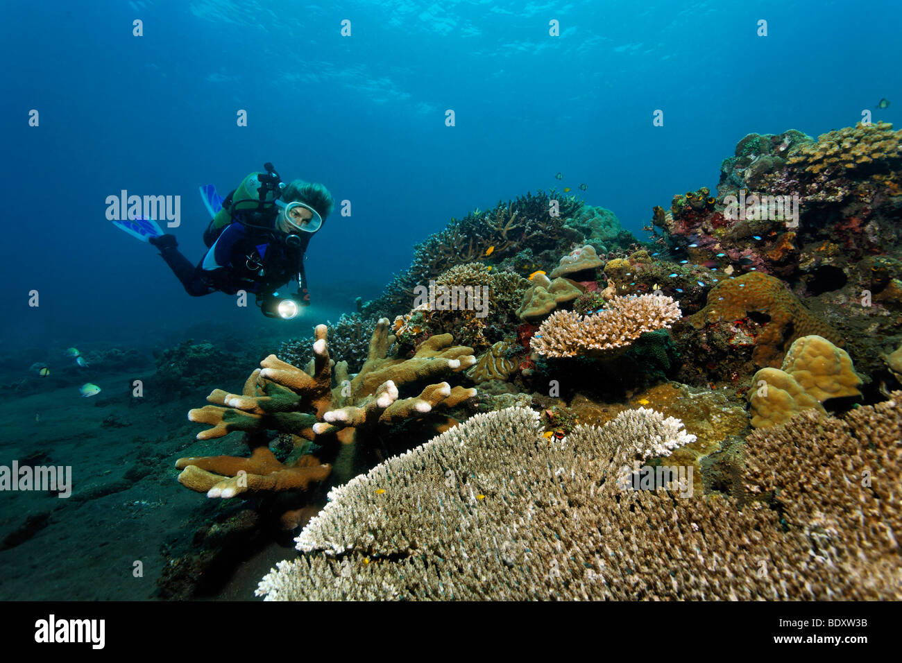 Diver with torch looking at a coral reef with different kinds of stone corals, Bali, island, Lesser Sunda Islands, Bali Sea, In Stock Photo