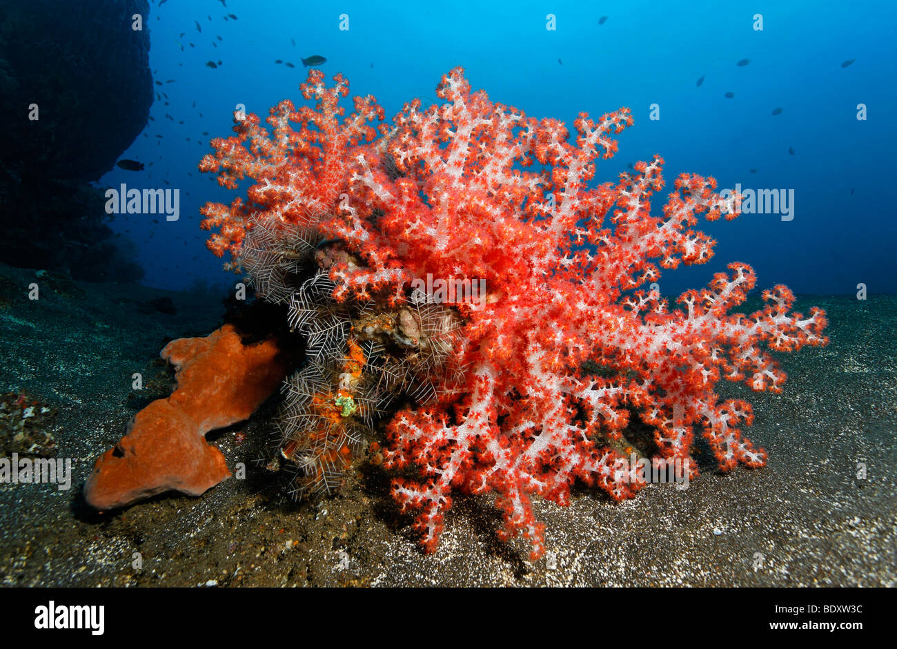 Klunzingers Soft coral (Dendronephthya klunzingeri) Sponge, and Feather-Hydroid (Aglaophenia cupressina) settling on sandy grou Stock Photo