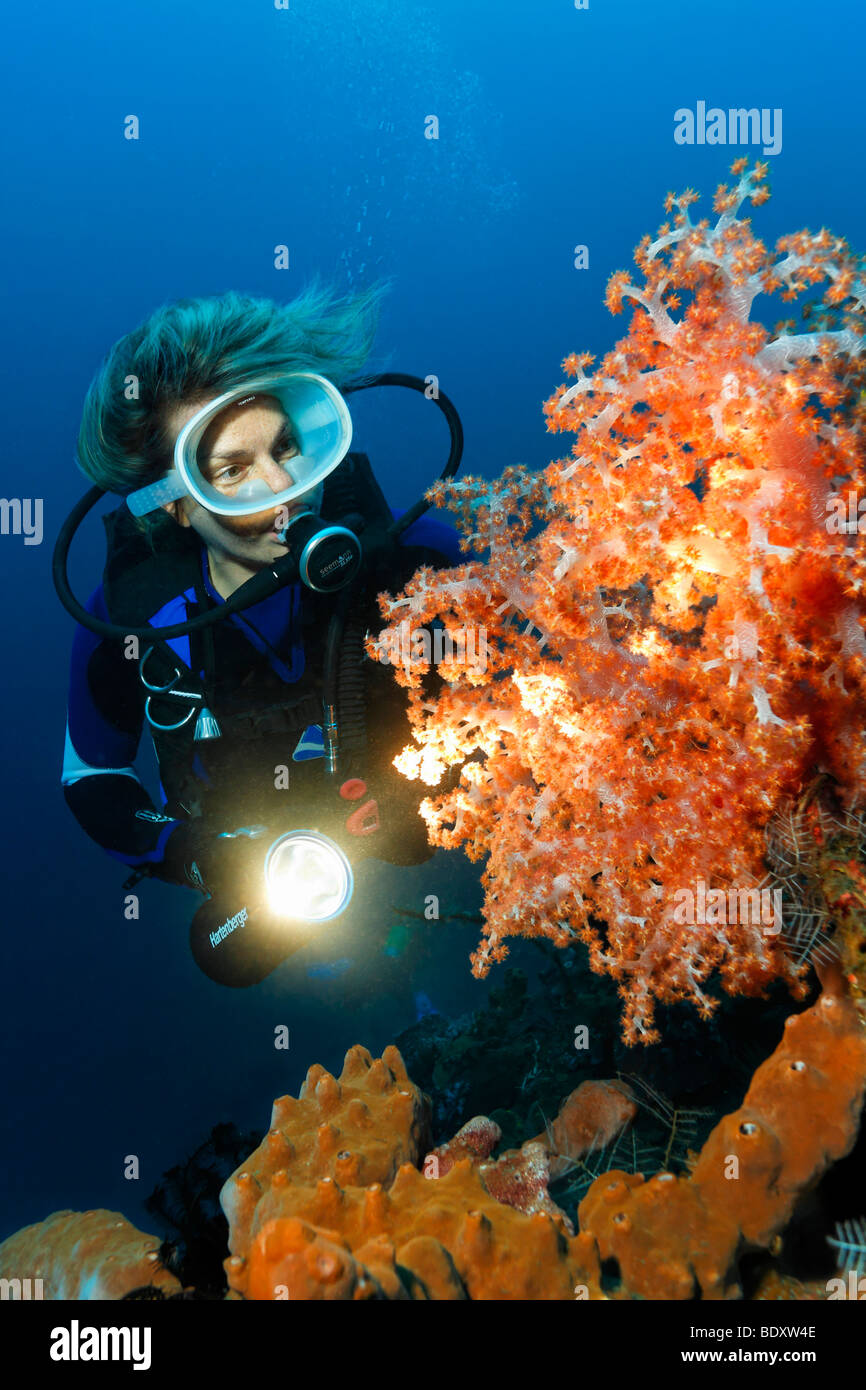 Diver with torch looking at a soft coral (Dendronephthya klunzingeri), coral, Bali, island, Lesser Sunda Islands, Bali Sea, Ind Stock Photo