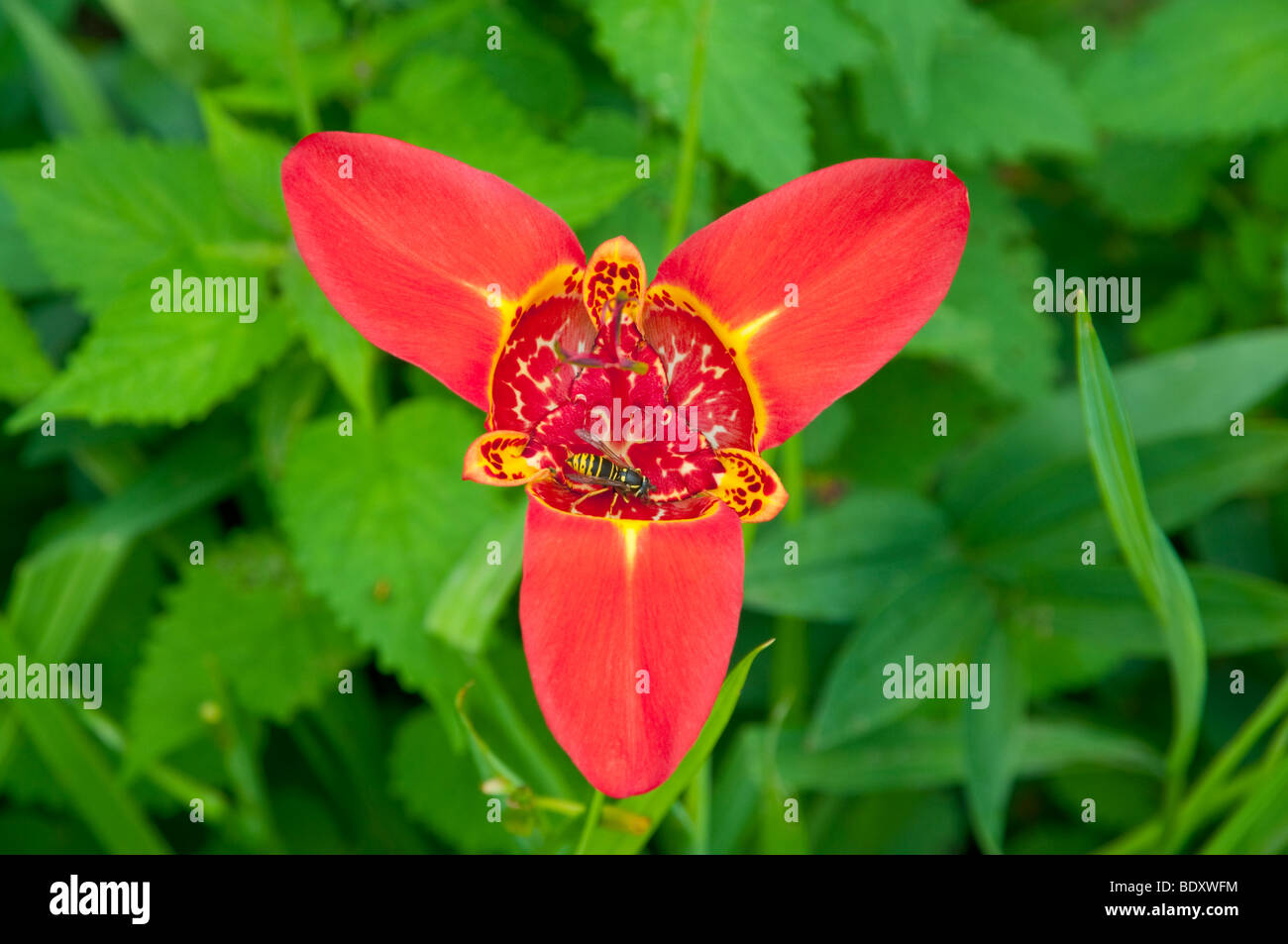 Closeups of a red Mexican Shell flower in the English Gardens of the Assiniboine Park in Winnipeg, Manitoba, Canada. Stock Photo