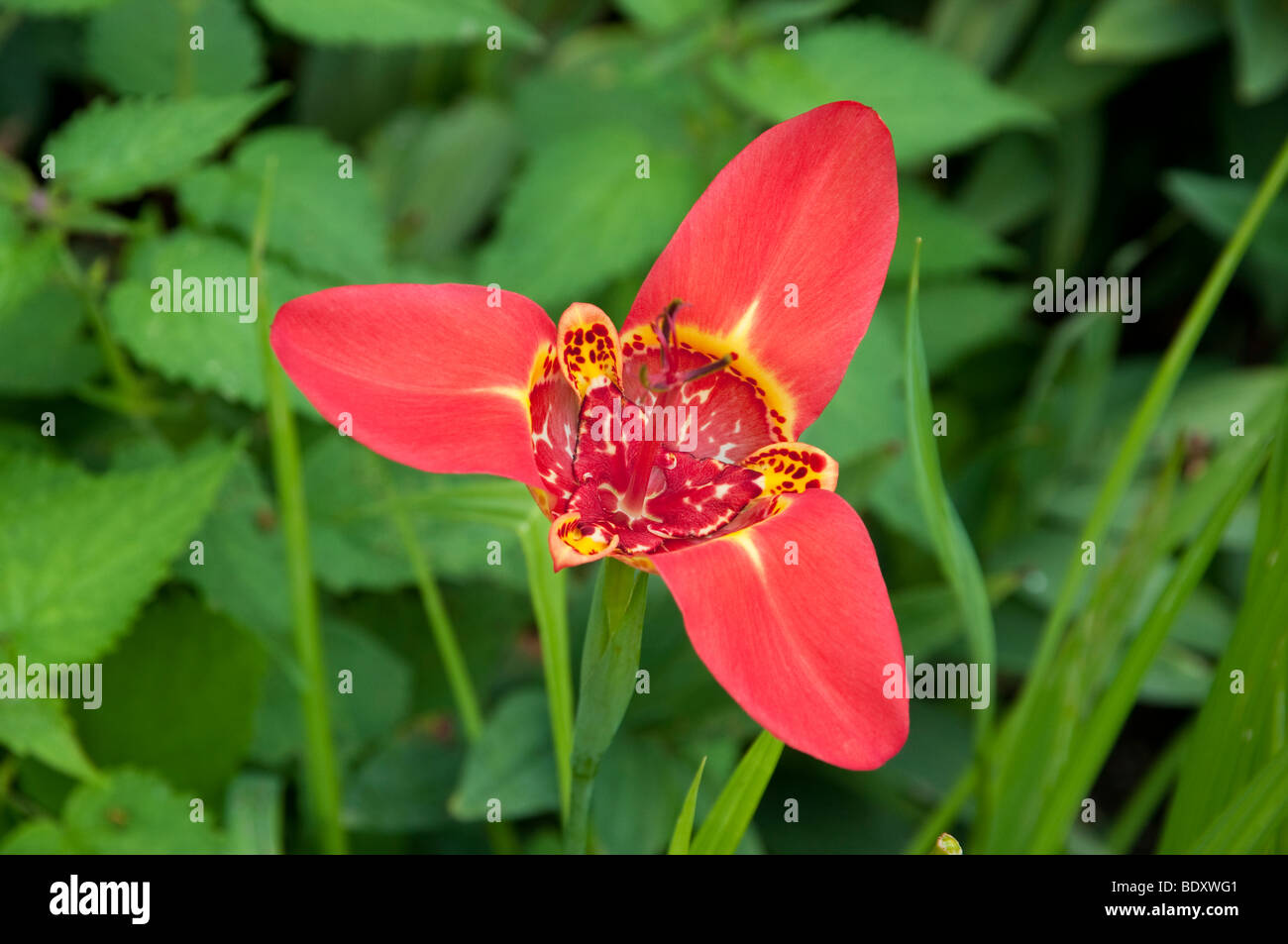 Closeups of a red Mexican Shell flower in the English Gardens of the Assiniboine Park in Winnipeg, Manitoba, Canada. Stock Photo