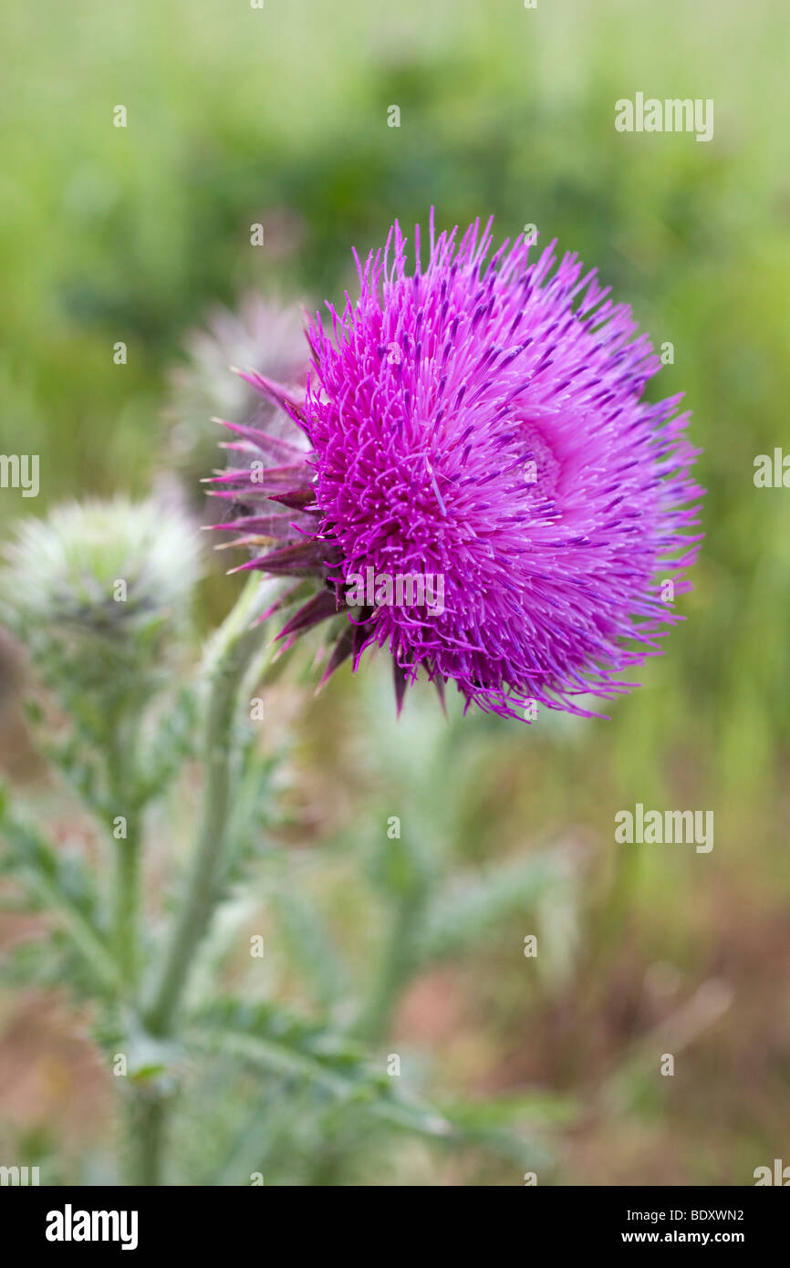 musk thistle; Carduus nutans Stock Photo Alamy