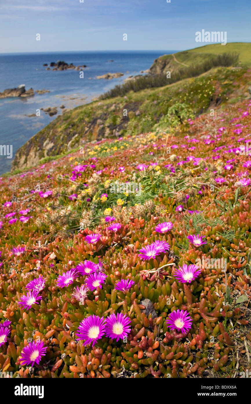 mesembryanthemum growing on the cliffs at the lizard; cornwall Stock Photo