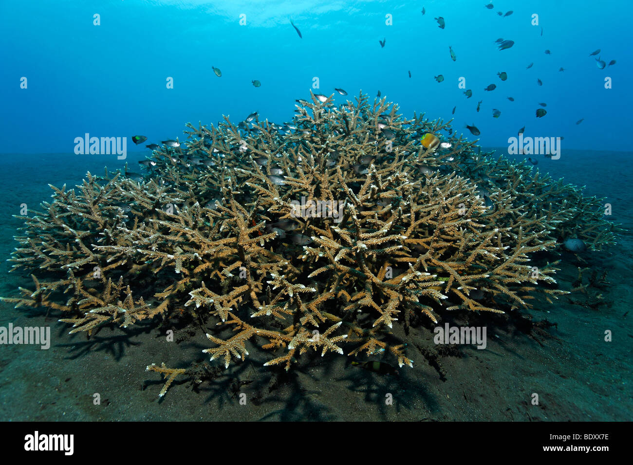 Large Agropora coral (Acropora sp.), hidaway, fish, branching, Bali, island, Lesser Sunda Islands, Bali Sea, Indonesia, Indian  Stock Photo