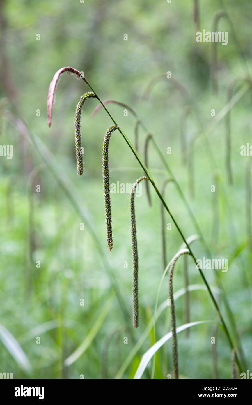 pendulous sedge; Carex pendula Stock Photo