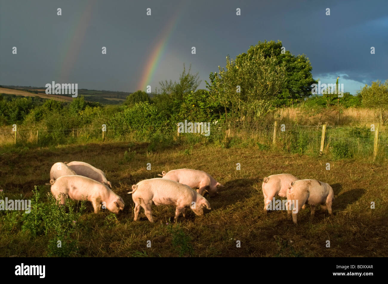 large white piglets in field; with rainbow; cornwall Stock Photo