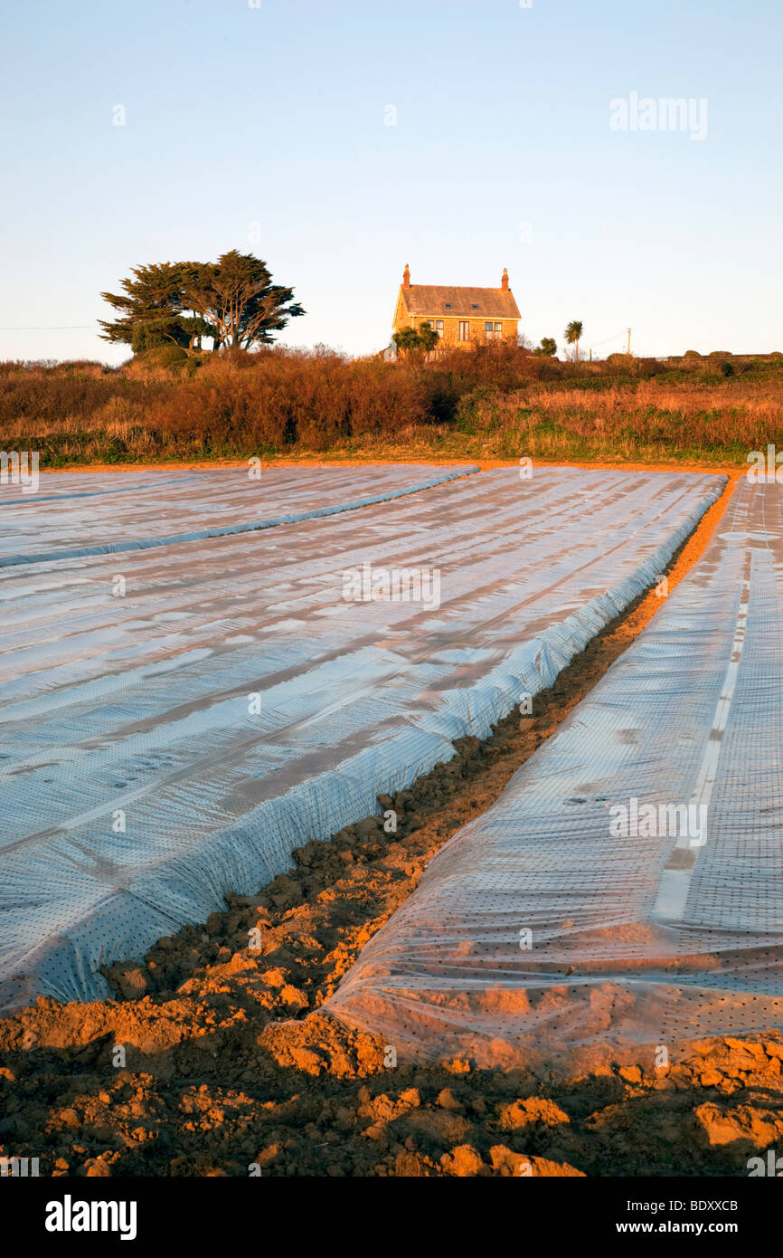 plastic on crops at perranuthnoe; cornwall; sunset Stock Photo