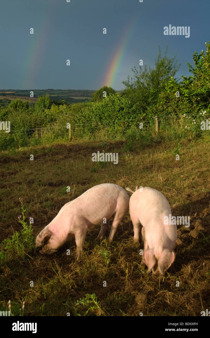 large white piglets in field; with rainbow; cornwall Stock Photo