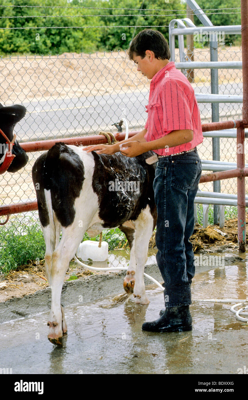 competition judging award fair county animal raise project Stock Photo ...