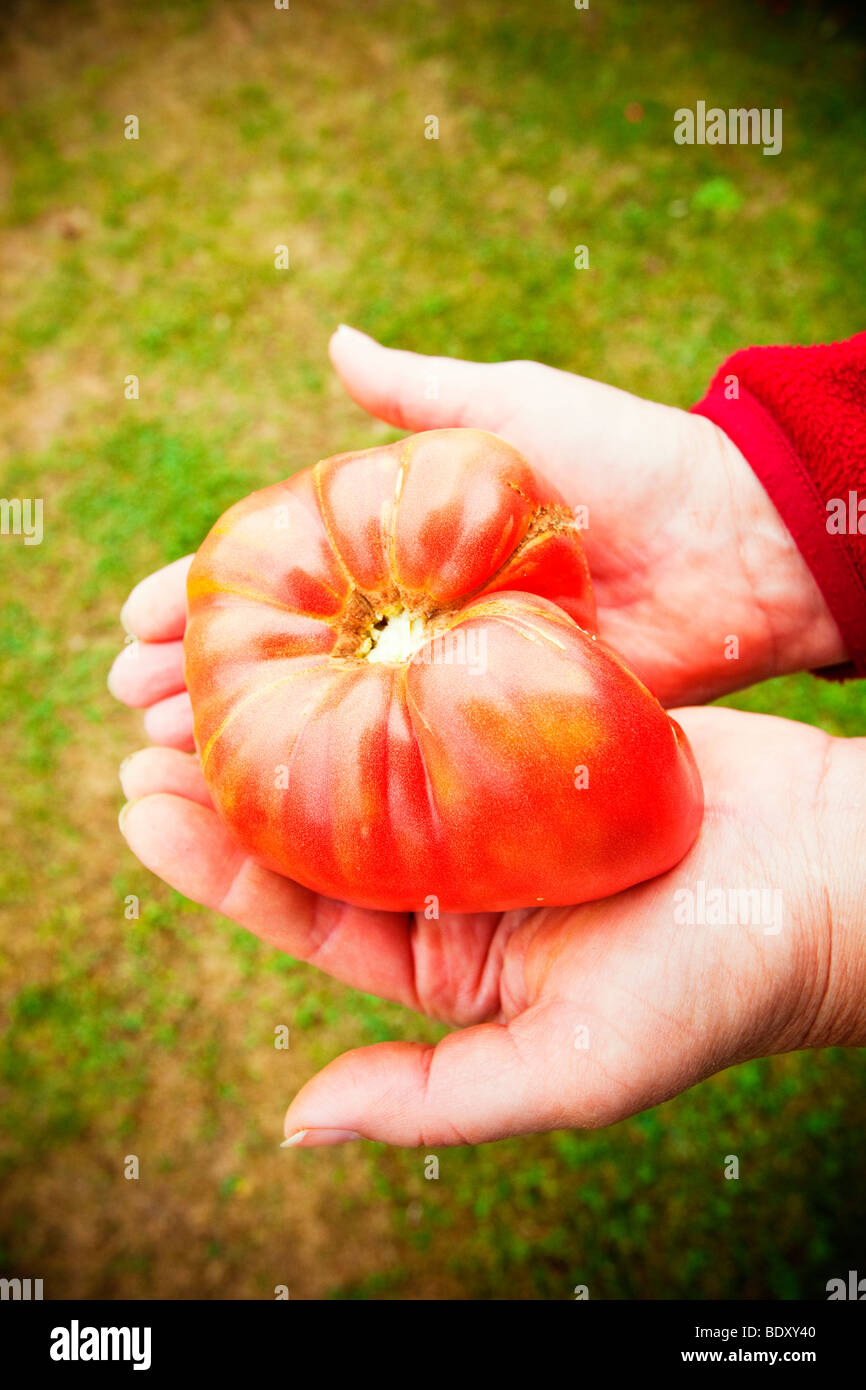 Woman holding a huge tomato in her hands. Homegrown tomato in a garden, outside, shot on a summer afternoon. Selective focus, close-up view. Stock Photo